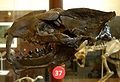 4th saber-tooth instance: Oxyaenidae (Creodonta) – Machaeroides skull