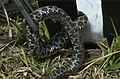 ventral view of e. massasauga during radio telemtry study