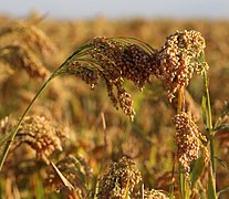 Épis de millet commun (panicum milliaceum) à maturité