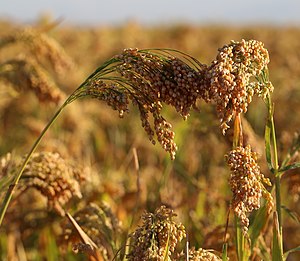 기장(Panicum miliaceum)