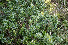 A photo of the plant showing the leaves