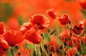 Coquelicots