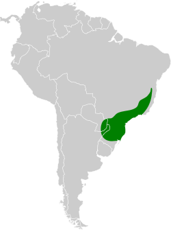 Distribución geográfica de la viudita coluda.