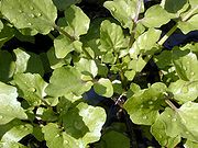 Nasturtium microphyllum, um agrião