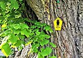 Naturdenkmalschild im Eichsfeld, Thüringen, an einer Linde zu Vatterode