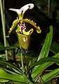 白旗兜兰 Paphiopedilum spicerianum