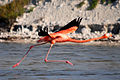 Un Phoenicopterus ruber che decolla