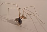 Miniatura para Pholcus phalangioides