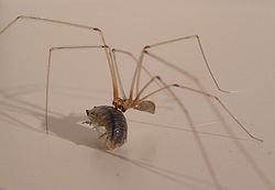 Pholcus phalangioides com uma presa.