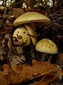 Amanita phalloides (Death Cap)