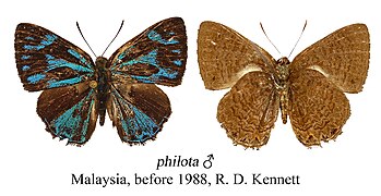 藍紋圓灰蝶 Poritia philota philota ♂