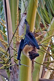 A black bat with a light orange neck