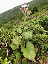 フボウトウヒレン。宮城県不忘山にて