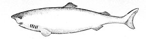 Holkeri (Somniosus microcephalus)