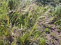 Stipa comata