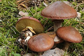 Le Bolet jaune (Suillus luteus), comestible médiocre, plus au moins laxatif.