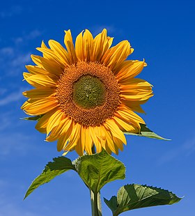 Girassol (Helianthus annuus), planta anual da família das Asteraceae.