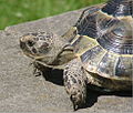 Maurische Landschildkröte