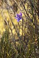 Swamp sun orchid (Thelymitra cyanea)