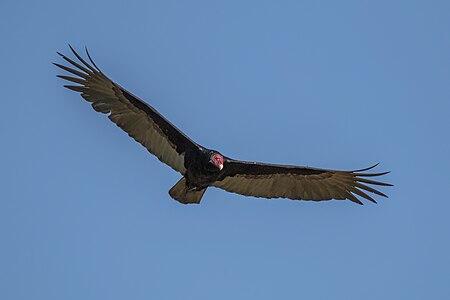 Turkey vulture, by Charlesjsharp