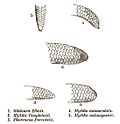 Nr. 2: Schwanz von Rhinophis blythii = Mytilia templetonii