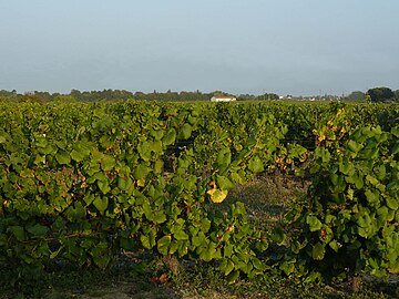 Vignoble nantais.