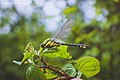 Gomphus vulgatissimus