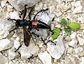 Spider wasp being carried off by ants.