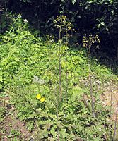 Youngia japonica grows tall under favorable conditions