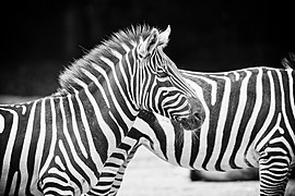 Zebras.