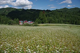 山都町宮古のそば畑