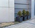Juniperus chinensis Kínaeinir