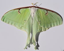 Actias luna, female luna moth