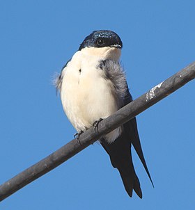 Andorinha-pequena-de-casa no Rio Grande do Sul, Brasil