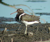 Australian Painted Snipe (female)