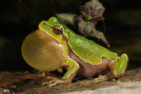 Italian tree frog, by Benny Trapp