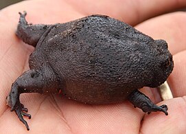 Side view of black rain frog