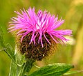 Centaurea phrygia