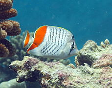 Un poisson-papillon malgache (Chaetodon madagaskariensis)