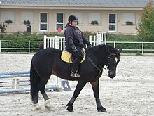 Dans une carrière, un cheval bai foncé trapu se déplace au pas.