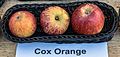 Cox Orange