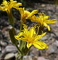 Crepis intermedia