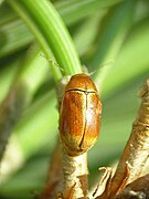 Cryptocephalus pini, insecte beige.