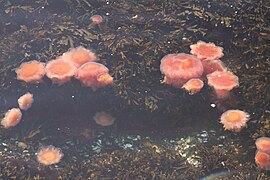 Pullulation de Cyanea capillata en Norvège.