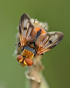 Ectophasia crassipennis, by Iifar