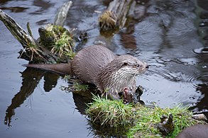 European otter