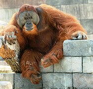 Sumatra-Orang-Utan