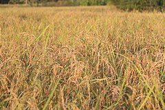 Golden rice field in Prey Veng province