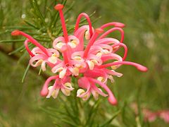 Inflorescence, forme claire.