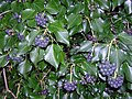 Hedera hibernica with berries